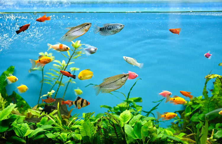 Aquarium Related Products