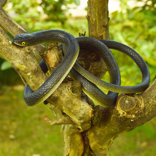 80cm Soft Rubber Simulation Snake Toy